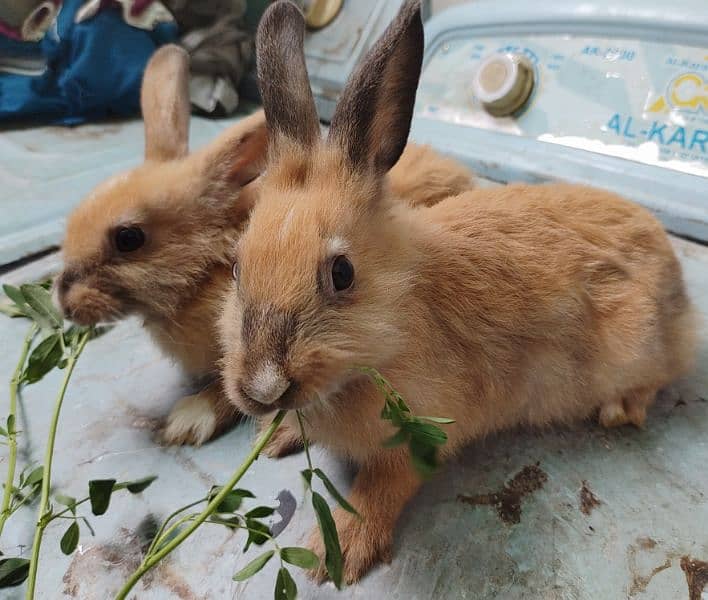 mixed angora rabbits pair 1