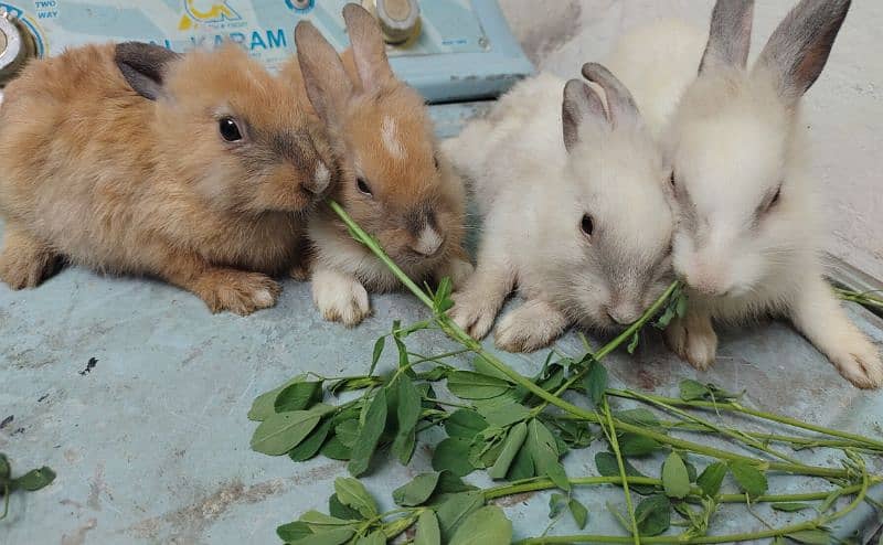 mixed angora rabbits pair 2