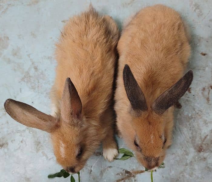 mixed angora rabbits pair 3