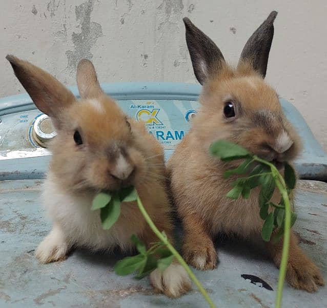 mixed angora rabbits pair 4