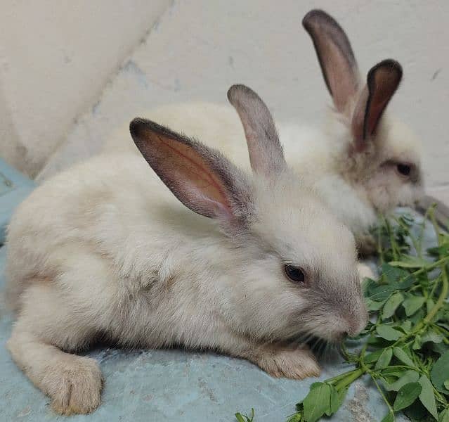 mixed angora rabbits pair 5