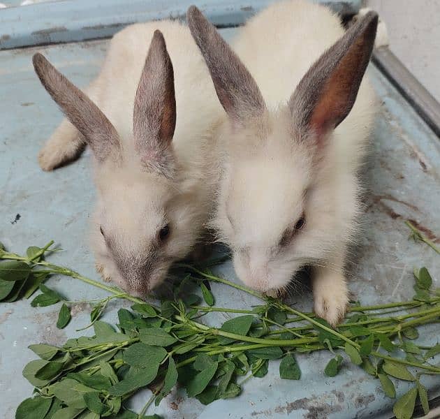 mixed angora rabbits pair 6