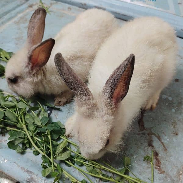 mixed angora rabbits pair 7