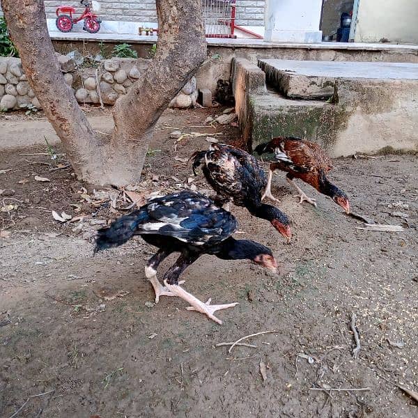 Pure mianwali aseel for sale high quality chicks pure aseel murga 0