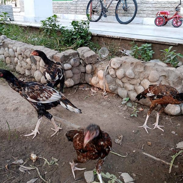 Pure mianwali aseel for sale high quality chicks pure aseel murga 2