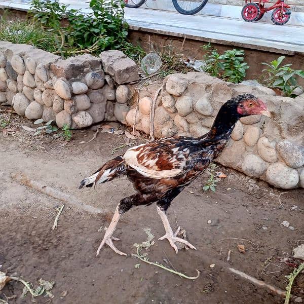 Pure mianwali aseel for sale high quality chicks pure aseel murga 3