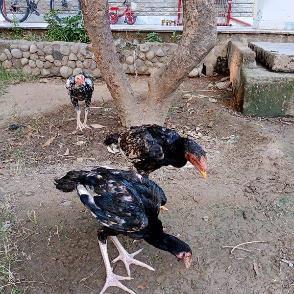 Pure mianwali aseel for sale high quality chicks pure aseel murga 4