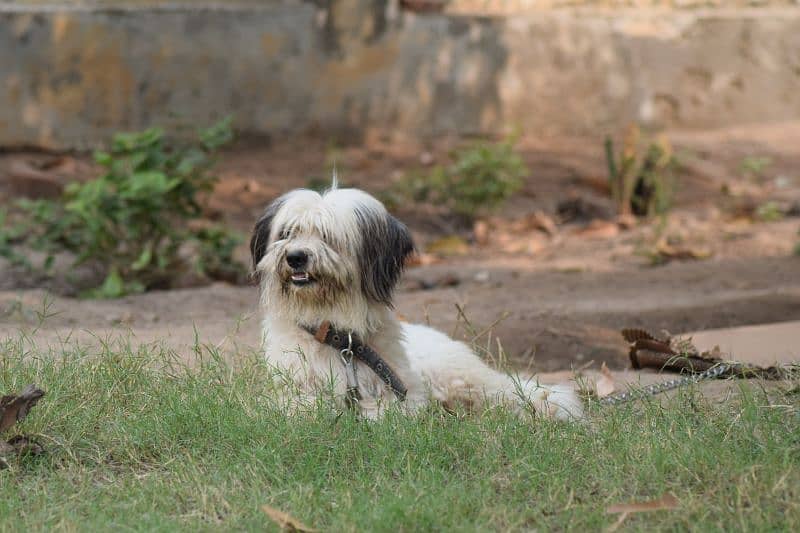 Male Shih Tzu for Sale 0