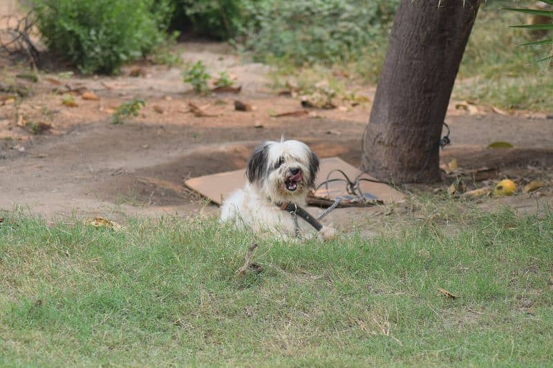 Male Shih Tzu for Sale 2