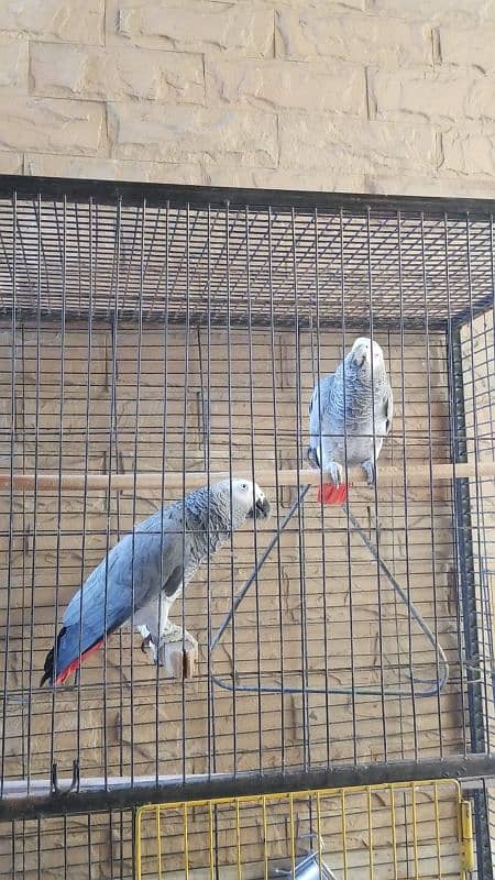 Macaw Gray Parrots 4