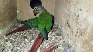 Green cheek Conure breeder pair ready for second clutch