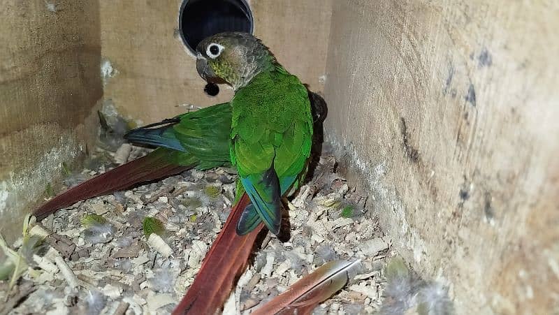 Green cheek Conure breeder pair ready for second clutch 0