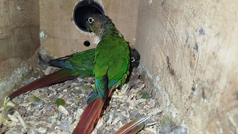 Green cheek Conure breeder pair ready for second clutch 1