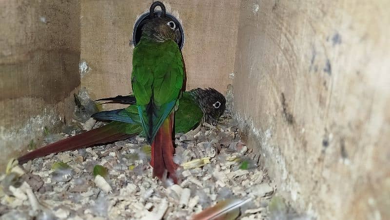 Green cheek Conure breeder pair ready for second clutch 2