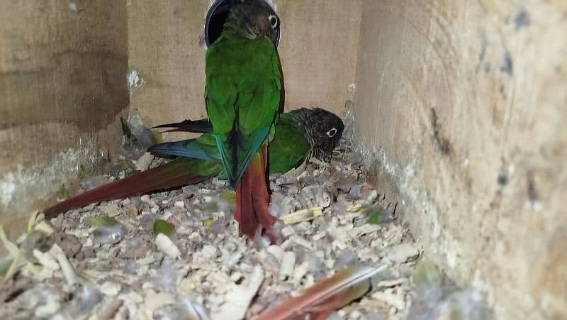 Green cheek Conure breeder pair ready for second clutch 3