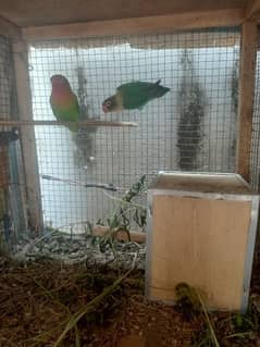 Love Bird Pair Fisher Male Parblue female