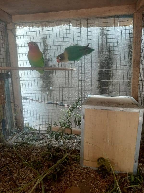 Love Bird Pair Fisher Male Parblue female 0