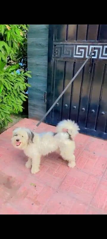 Male Shih Tzu for Sale 6