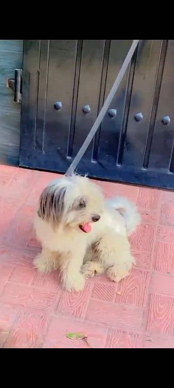 Male Shih Tzu for Sale 7