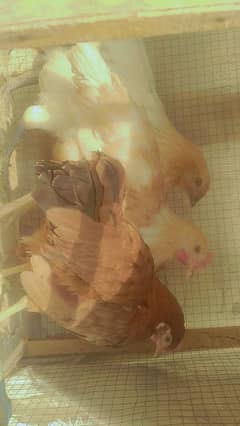 golden misri hens  for sale