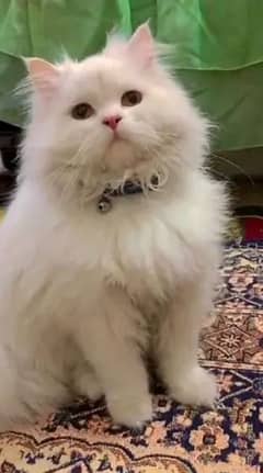 Persian cat for sale Healthy and Active playing cat full trained