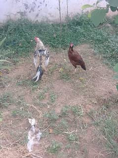 aseel pair for sale 0