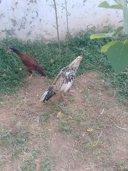 aseel pair for sale 1