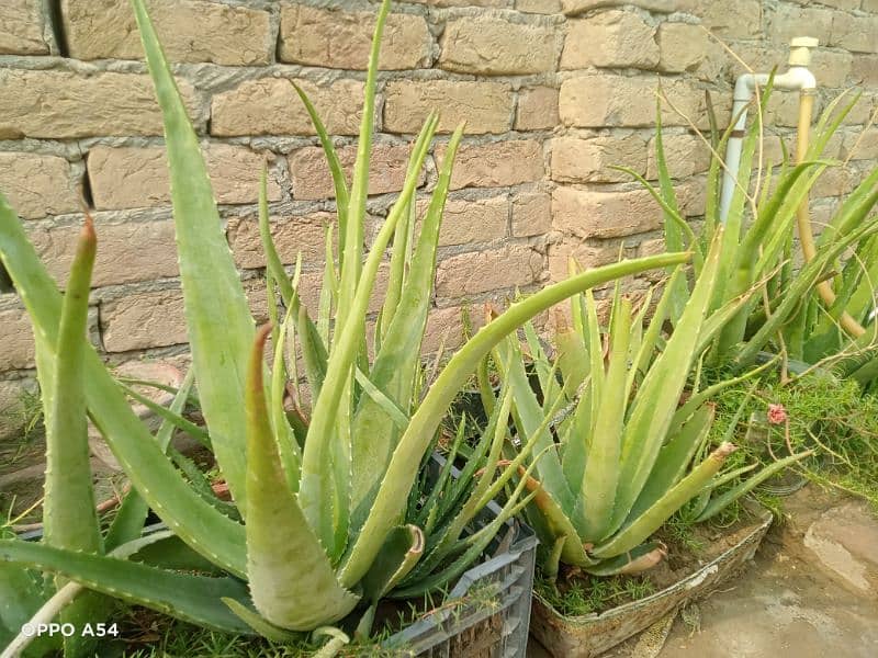 Alo vera ful size plants available in wholesale rates 3