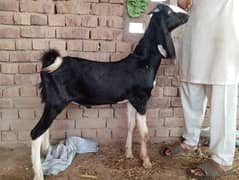 Qurbani and breeding k ly beautiful bkra