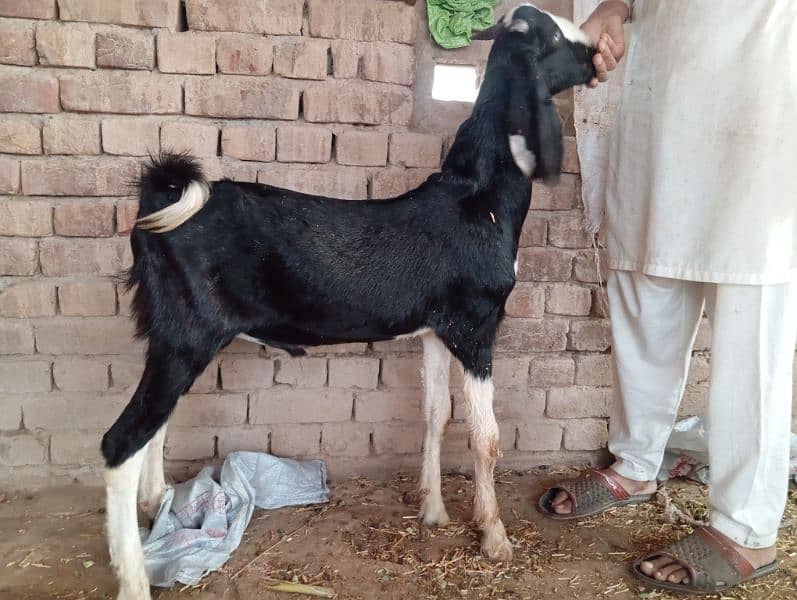 Qurbani and breeding k ly beautiful bkra 1