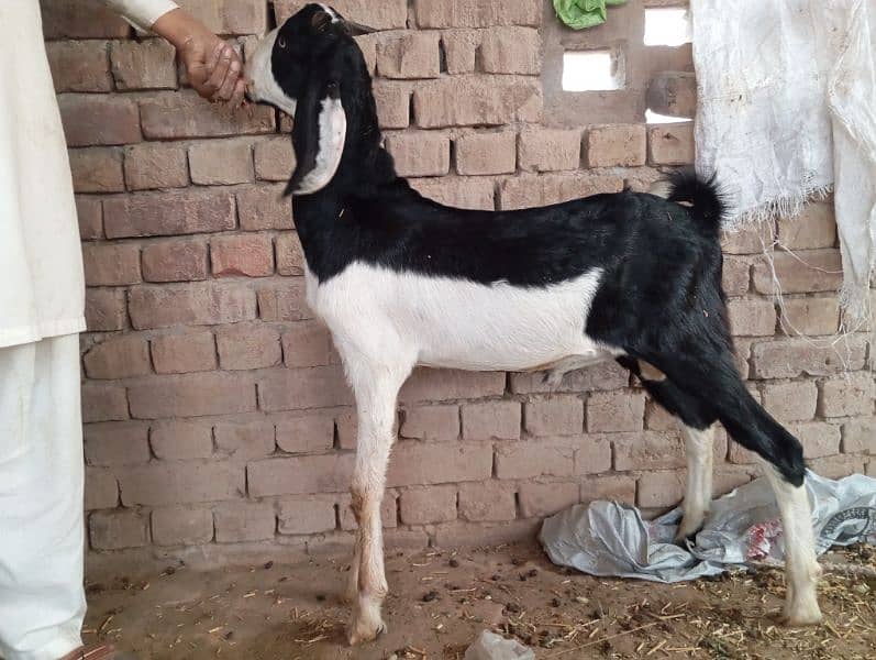 Qurbani and breeding k ly beautiful bkra 2