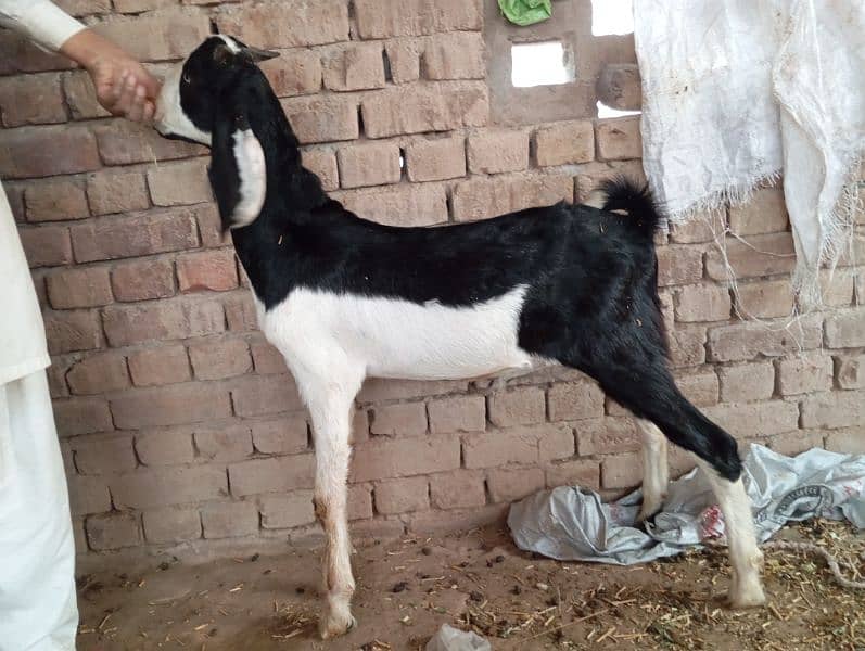 Qurbani and breeding k ly beautiful bkra 3