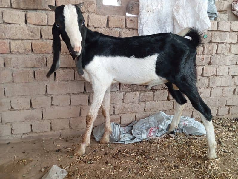 Qurbani and breeding k ly beautiful bkra 4