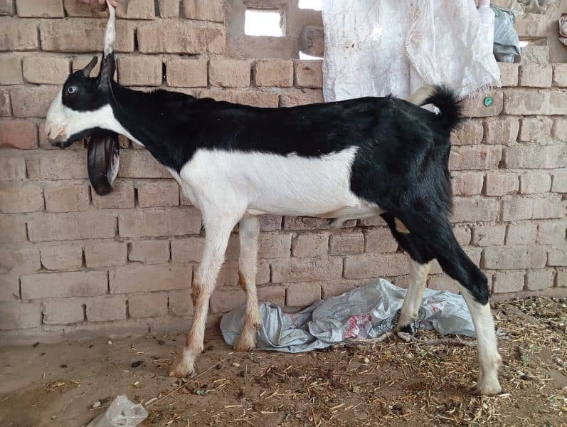 Qurbani and breeding k ly beautiful bkra 5