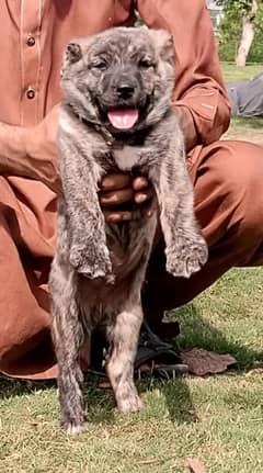 Alabai kangal pair | Alabai kangal Breed | Alabai kangal Puppies