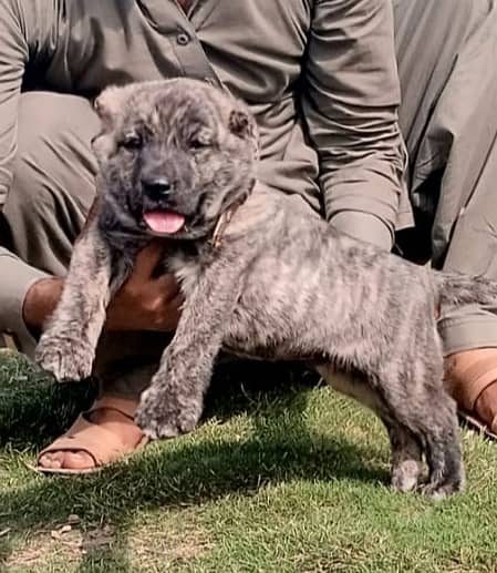 Alabai Dog pair | King Alabai Breed | Alabai Puppies 2