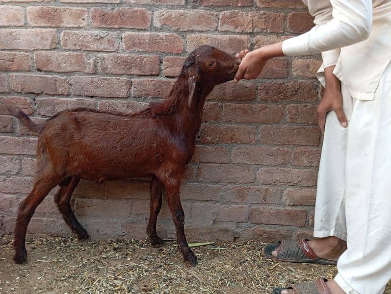 Qurbani and breeding k ly beautiful bkra 7