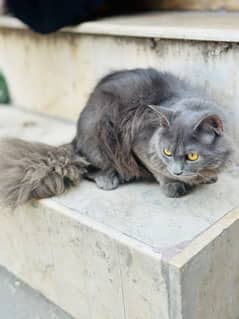 male cat for sale grey colour