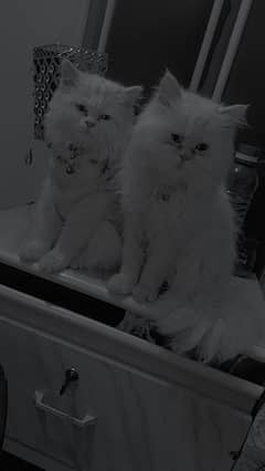 Persians cats