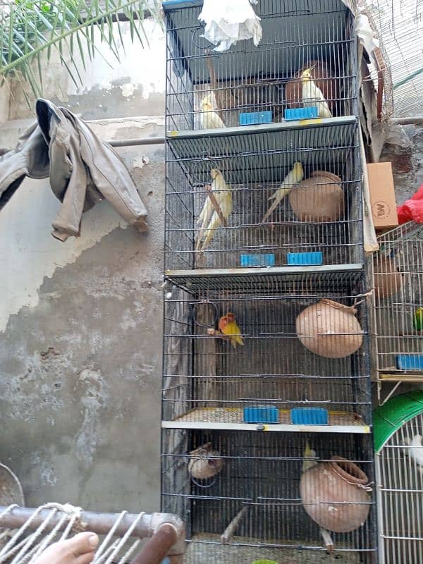 Cocktail and lovebirds for sale 0