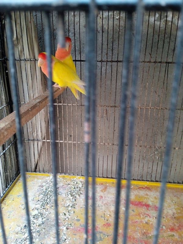 Cocktail and lovebirds for sale 1