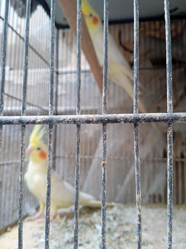 Cocktail and lovebirds for sale 3