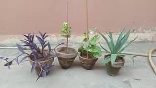 4 beautiful plants