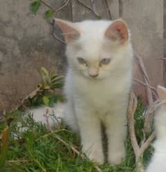 Female persian kitten