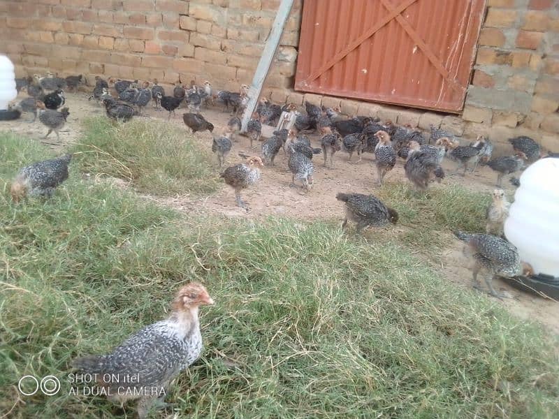 All chicks sale final rate 320 WhatsApp or call 03485388140 2