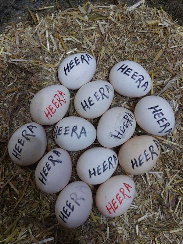 Heera Aseel Fertile Eggs 0