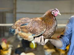 Lohman Brown & Black Egg laying 80% Females Age 6 Months Fresh Hen