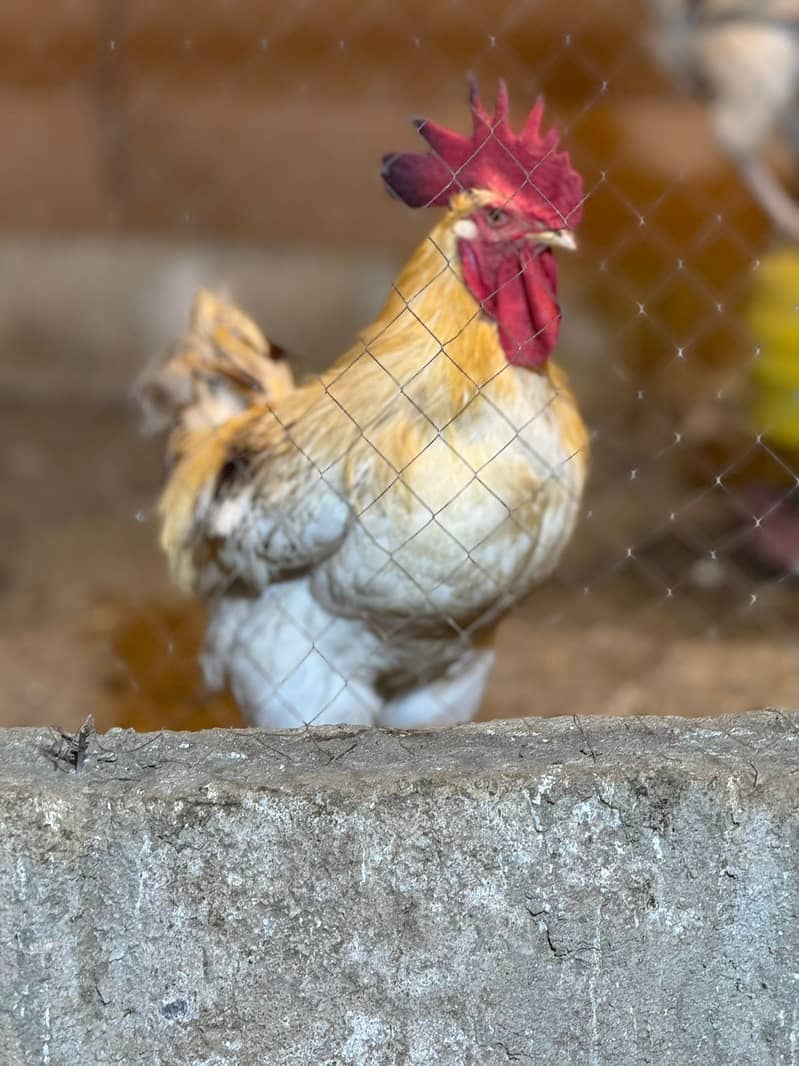 Lohman Brown & Black Egg laying 80% Females Age 6 Months Fresh Hen 4