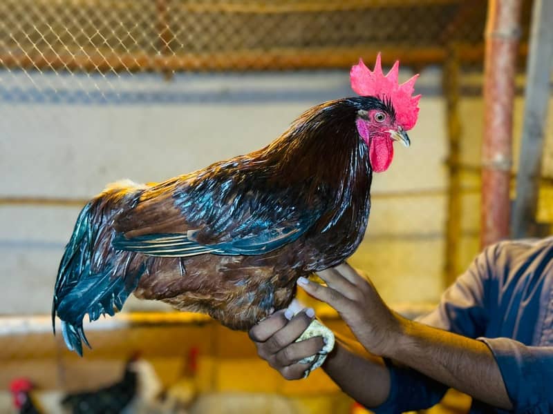 Lohman Brown & Black Egg laying 80% Females Age 6 Months Fresh Hen 9