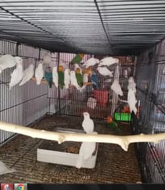 Breeder lovebird sale